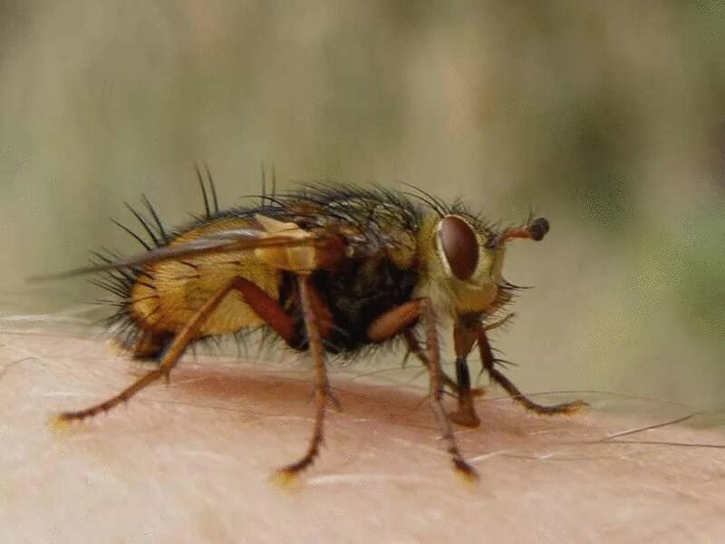 Tsetse fly. Муха ЦЕЦЕ. Насекомые Муха ЦЕЦЕ. Овод слепень Муха Муха ЦЕЦЕ. Муха ЦЕЦЕ В России.