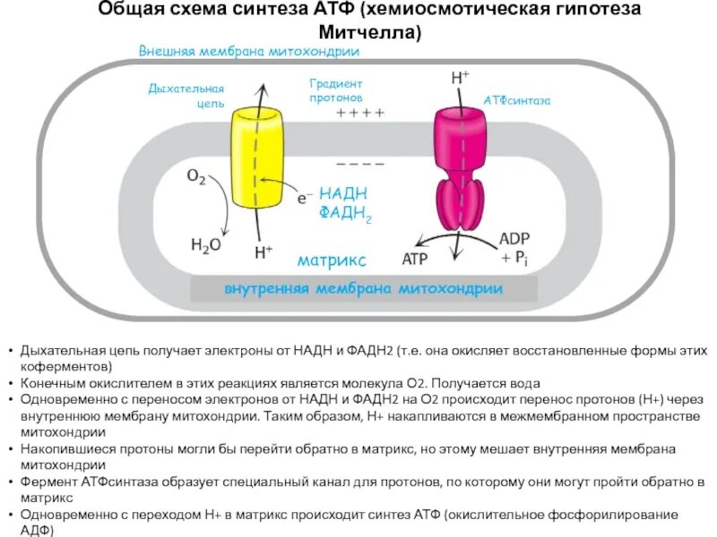 Механические расщепления воды. Образование АТФ В митохондриях схема. Как происходит Синтез АТФ В митохондриях. Схема процесса образования АТФ С потреблением кислорода. Синтез АТФ общая схема.