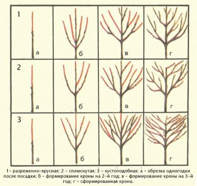Как обрезать молодую черешню. Обрезка абрикоса весной схема. Обрезка черешни весной схема. Схема обрезки черешни весной. Весенняя обрезка черешни схема.