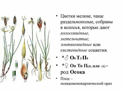 Диаграмма однодольных растений