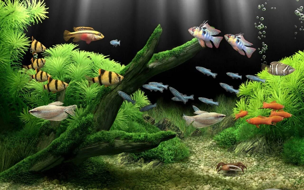 Скринсейвер Dream Aquarium. Dream Aquarium игра. Живой аквариум. Рыбки для аквариума.