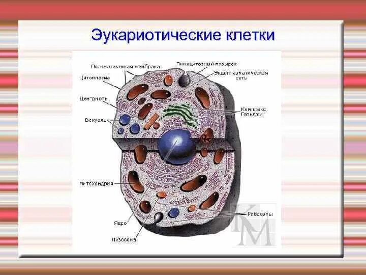 В состав эукариотической клетки входят. Схема эукариотической клетки. Строение эукариотической клетки. Строение эукариотической клетки рисунок. Строение эукариотической клетки животного схема.