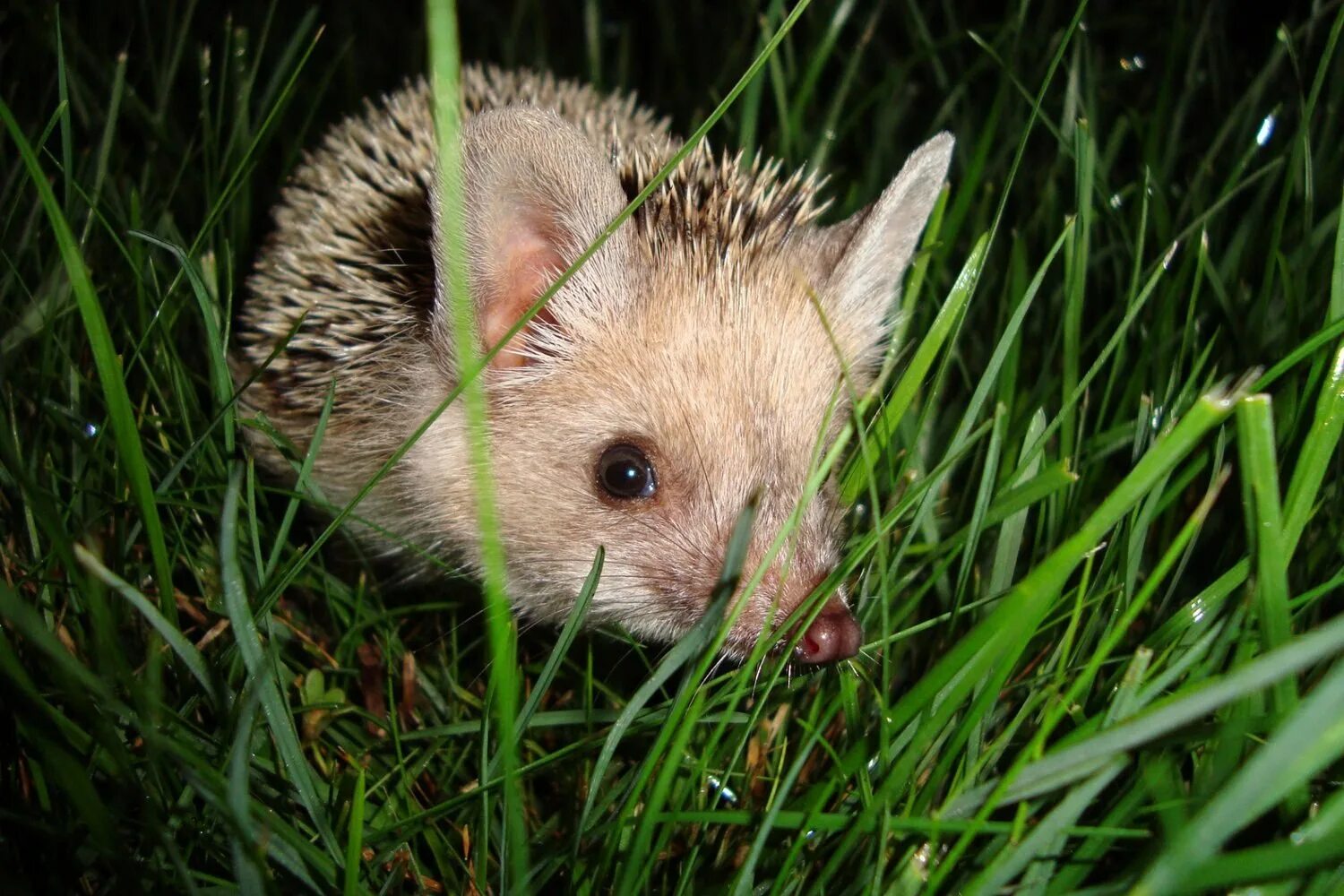 Ушастый ёж. Еж Ушастый Hemiechinus auritus. Ушастый ёж альбинос. Ёж Ушастый (лат. Hemiechinus auritus). Где живет ушастый еж