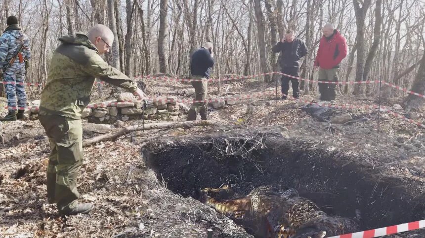 Золотой конь Анапа царя Митридата. Золотой конь царя Митридата найден в Анапе. Анапа раскопки золотой конь.