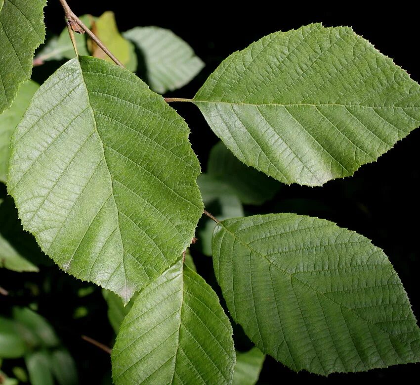 Alnus incana листья. Alnus subcordata. Ольха маньчжурская. Alnus rugosa.