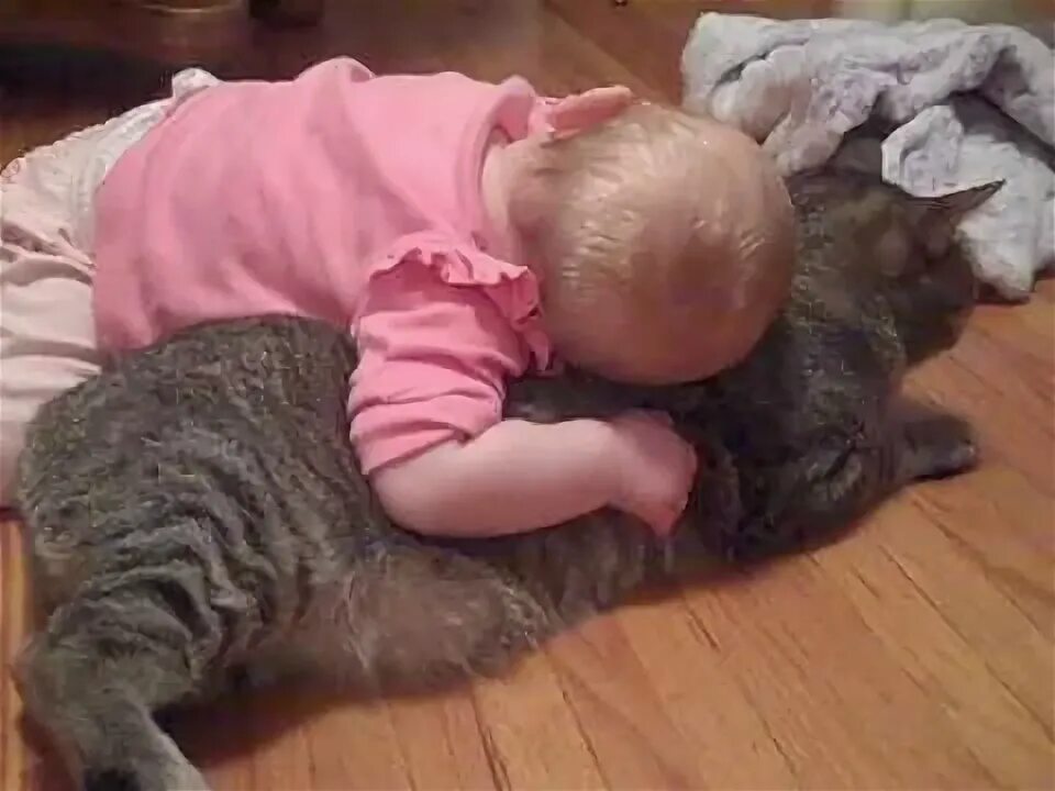 Кисы видео для детей. Котята видео для детей. Котики видео для детей. Котята видео для детей. Кошки видео для детей.
