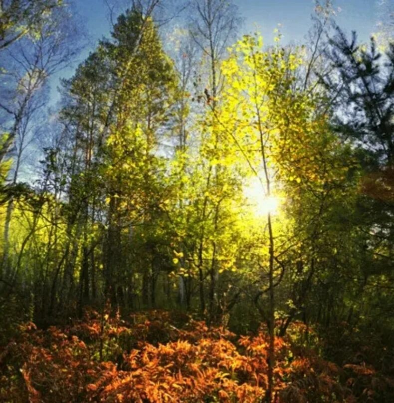 Открытка доброе утро лес. Утро в осеннем лесу. Утро в лесу осенью. Осенний утренний лес. Доброе утро осенний лес.