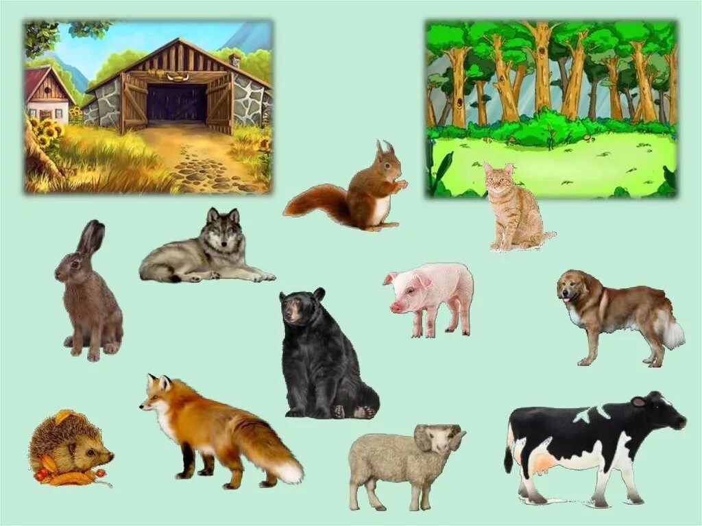 Дикие и домашние животные. Домашние и Дикие животные для детей. Занятие домашние животные. Домашние иджикие животные.