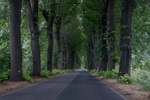 Дорога между