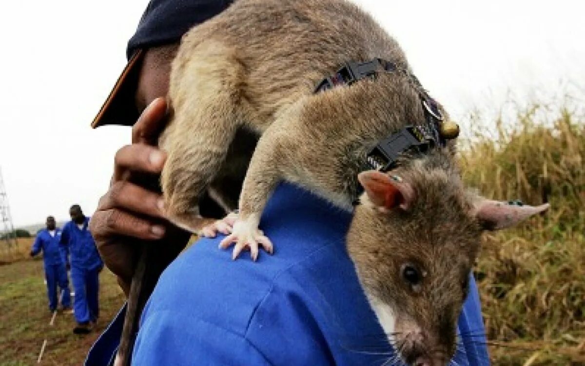 Большие крысы капибара. Шерстистая босави. Крыса 2 метра. Самые большие крысы дикие. Крыса 2 метра.