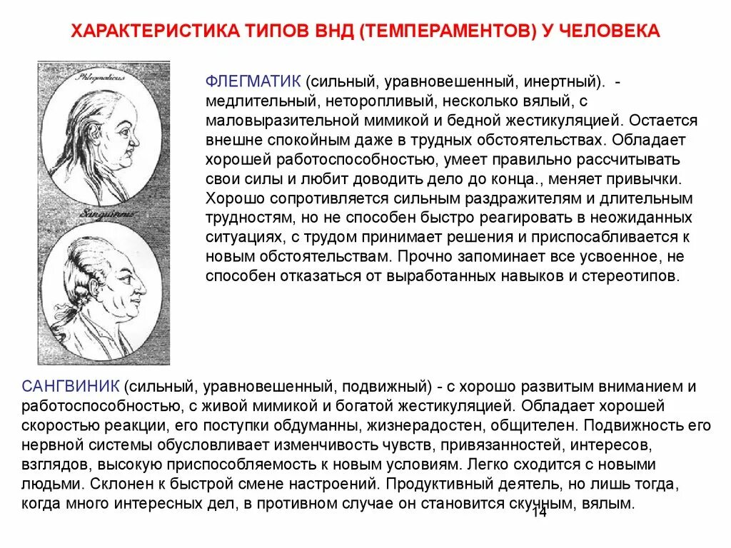 Сильный уравновешенный подвижный тип нервной