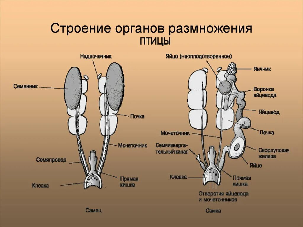 Охарактеризуйте особенности строения органов размножения птиц. Система размножения органы системы. Органы размножения птиц органы размножения самок. Система органов размножения животных схема. Схема строения систем органов выделения и размножения самца и самки.