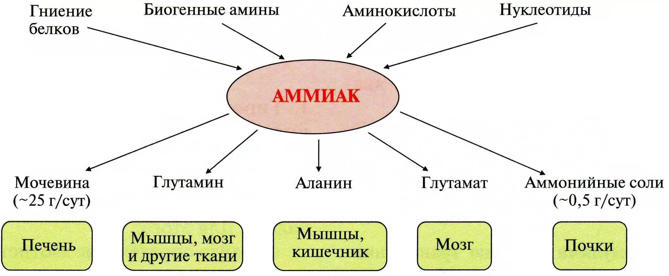 Основные источники аммиака в организме человека.. Основной источник аммиака в организме. Источники и пути обезвреживания аммиака в организме. Механизм обезвреживания аммиака схема.