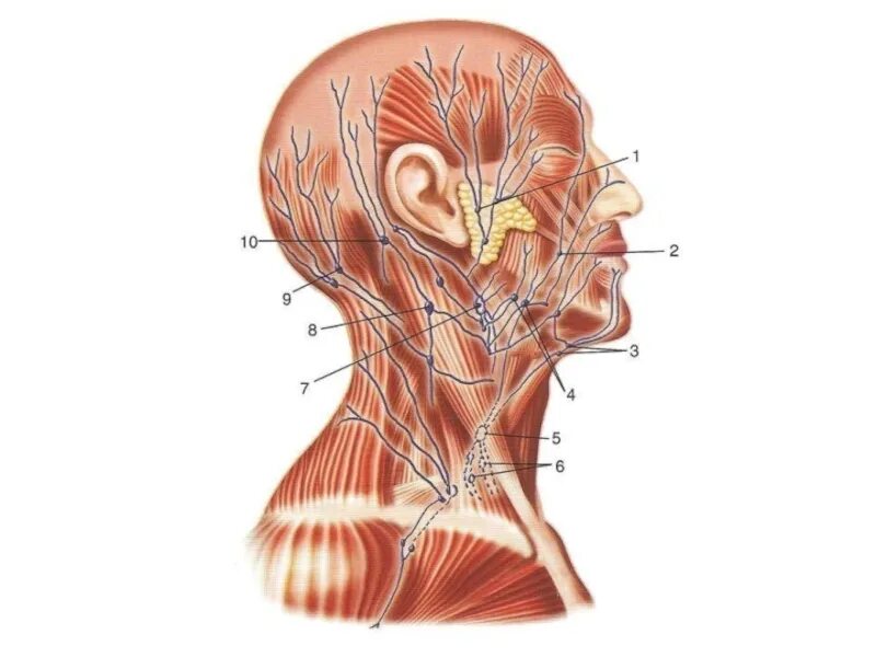 Есть ли лимфоузлы. Околоушные лимфоузлы анатомия. Строение шеи человека лимфоузлы. Околоушные лимфоузлы строение. Околоушные поверхностные лимфоузлы.