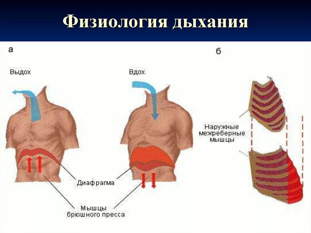 Диафрагма механизм вдоха и выдоха. Дыхание это физиологический процесс. Выдох физиология. Физиологические механизмы дыхания.