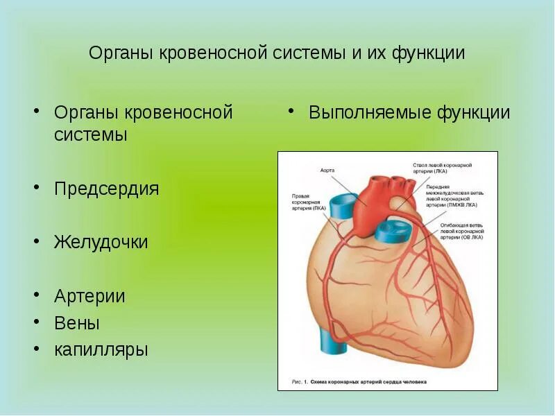 Органы кровеносной системы. Функции кровеносной системы. Кровеносная система органы и функции. Функции кровеностной система.