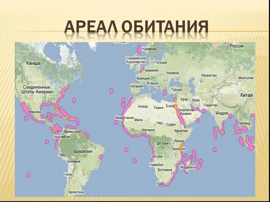 Распространение черепах. Черепахи ареал обитания. где обитают черепахи на карте. ареал обитания морских черепах. где обитают красноухие черепахи на карте.