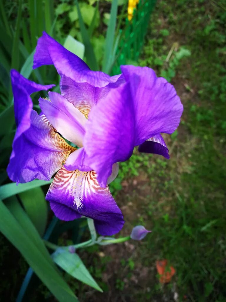 Сколько растут ирисы. Ирис метельчатый. Сколько растут ирисы. Ирис сибирский суон ин флайт. Ирис сибирский корень.