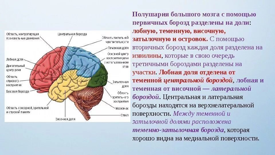 Где находится подберешь. Височно затылочный отдел могза. Борозды доли извилины коры головного мозга. Затылочно височная борозда головного мозга. Теменно-затылочные отделы мозга.