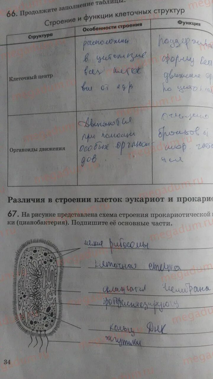 Биология 9 класс Пасечник рабочая. Задание по биологии за 9 класс. Тетрадь по биологии. Продолжите заполнение таблицы строение клетки. Биология 9 домашнее