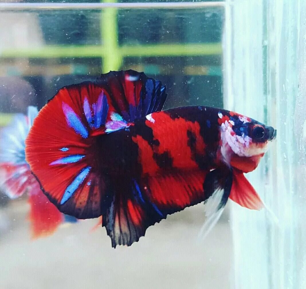 Миньоны рыбки аквариумные. Петушок бетта кои галакси. Петушок бетта кои галакси. Гуппи red koi. Гуппи red koi.