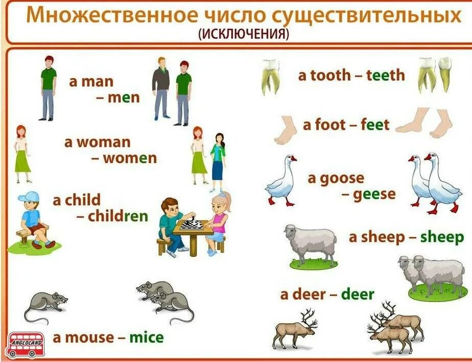 Английский язык тема существительное. Правило по англ яз множественное число. Правило мн числа в английском языке. Множественное число в английском правило. Множественное число имен существительных правило английский.