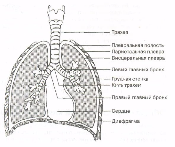 Гортань покрыта листками плевры. Строение легких плевральная полость. строение легких легочная плевра. плевра схема строения. строение плевры и плевральной полости.