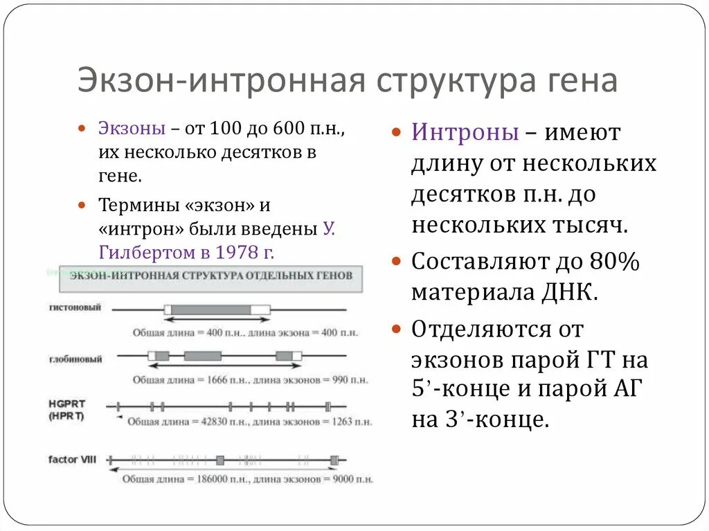 Интрон экзонная организация генов. Интрон-экзонная структура Гена. Строение Гена Интрон Экзон. Экзонно-интронная организация генома эукариот.