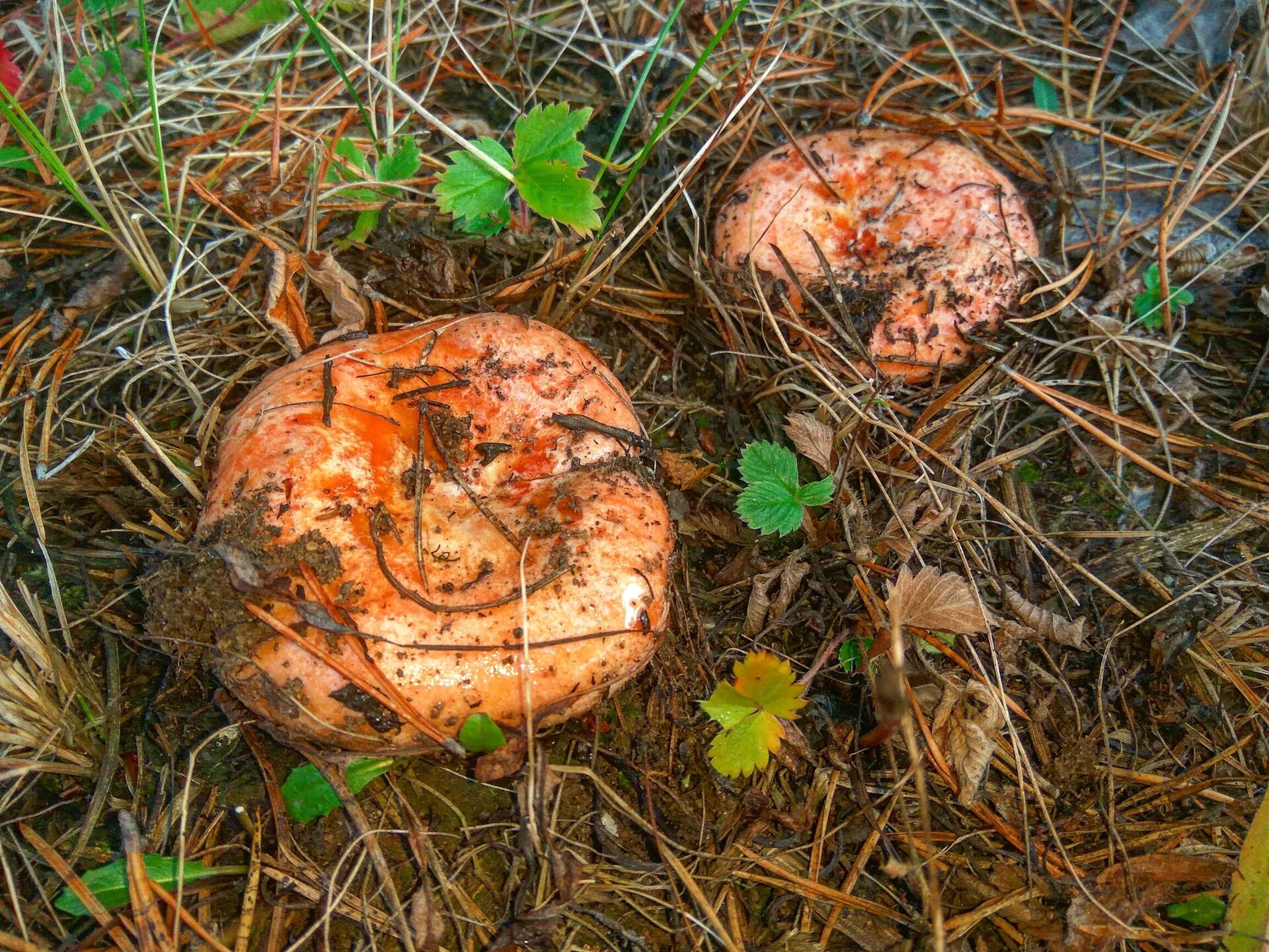 Обрабатываем рыжики. Рыжики грибы. Рыжики в Австралии. Рыжики червивые. Рыжики грибы фото.
