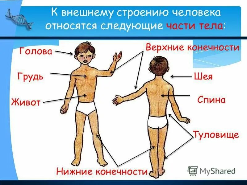 Окружающий мир 2 класс тела человека. Строение тела человека. Строение человека части тела. Строение тела человека внешнее строение. Внешнее и внутреннее строение человека части тела.