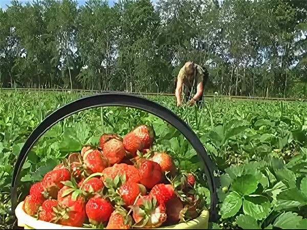 Черлакский плодопитомник омск. Черлакский плодопитомник. плодопитомник лисавенко. большой атмас плодопитомник. сбор клубники в краснодарском крае.