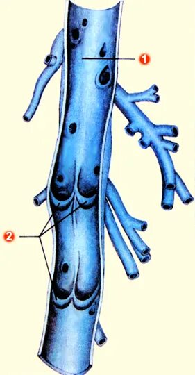 Строение вены рисунок. Рисунок артерии вены и капилляры. Строение венозного сосуда.