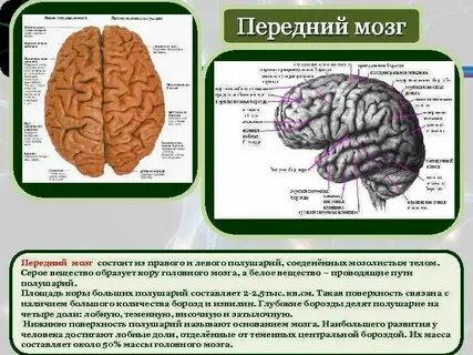 Большие полушария переднего мозга строение и функции