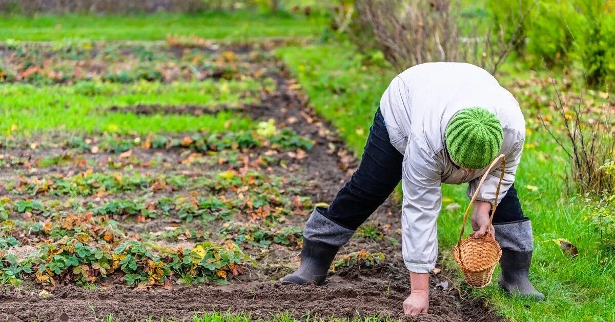 Farmer seed. Farmer seed. Художник целебровский петр иванович. Planting seeds. Крестьянин сеет зерно.