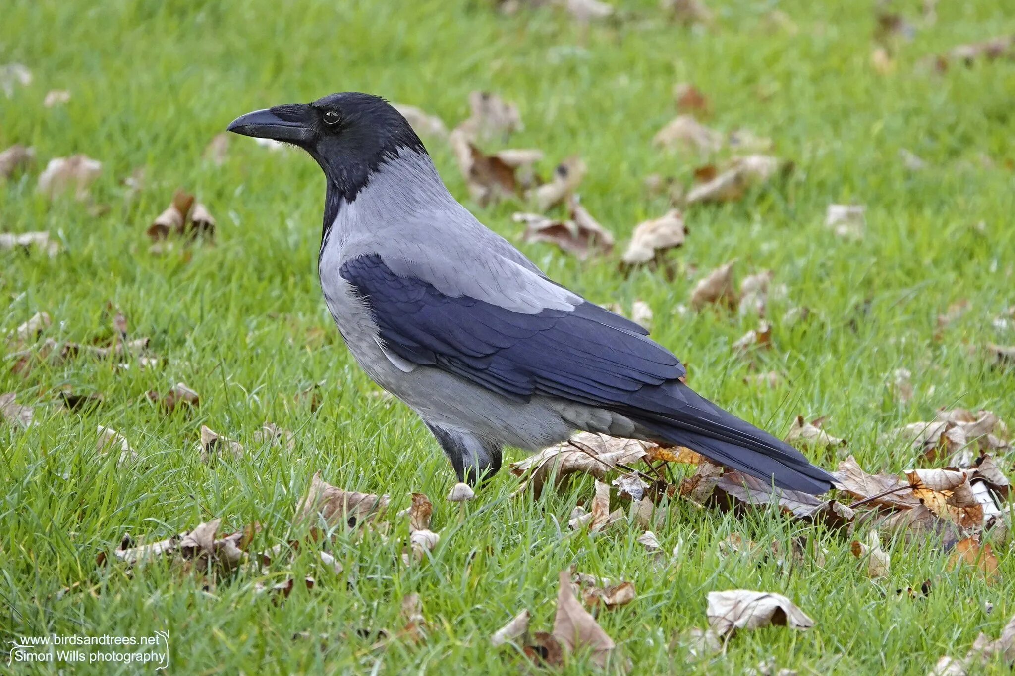 Серая ворона. Серая ворона. Серые вороны. Серая ворона птица. Белая ворона.