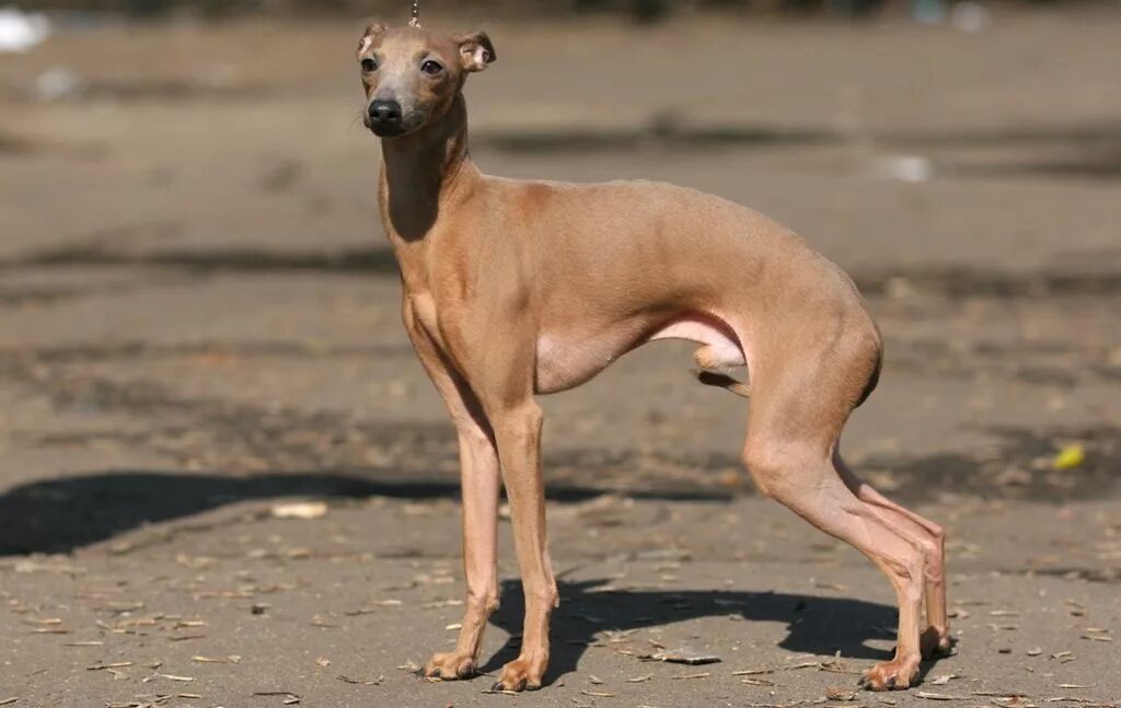 Худые лысые. Лысая женская голова. Худые лысые. Сфинкс (порода кошек). Худая кошка.