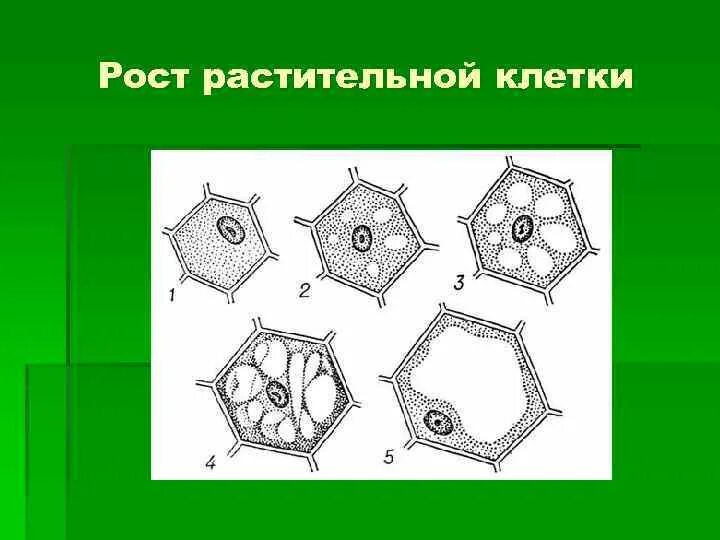 Фазы развития клетки. Фазы роста растительной клетки. Рост растительной клетки. Рост клетки растений. Этапы развития клетки растений.