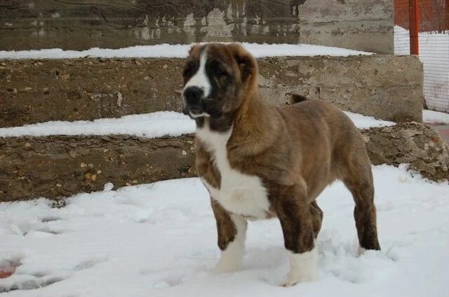 Алабай расцветки 54 фото - ZooClever.ru