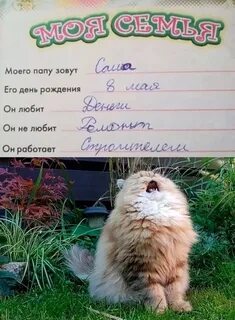 Кот зовет папу