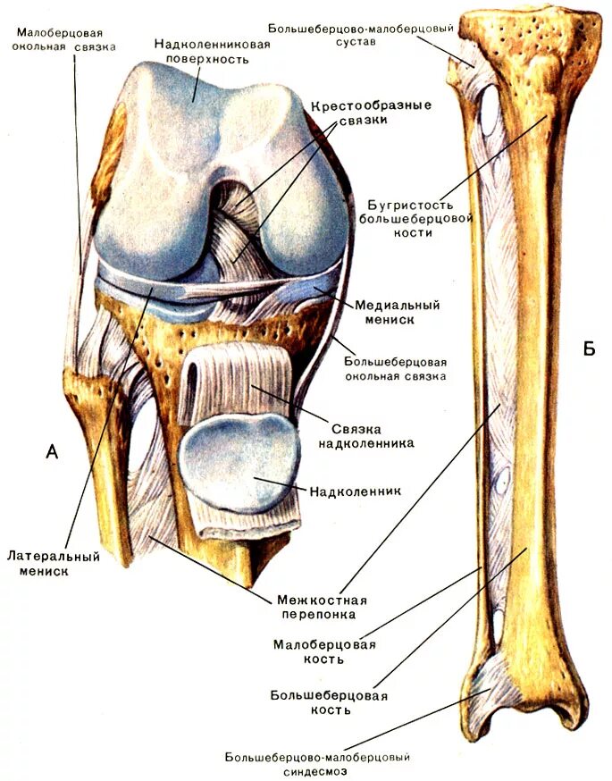 Бедренная кость тип соединения костей. Соединение костей голени коленный сустав. Берцовая кость в коленном суставе. Анатомия костей коленного сустава. Большеберцовая кость и коленный сустав.