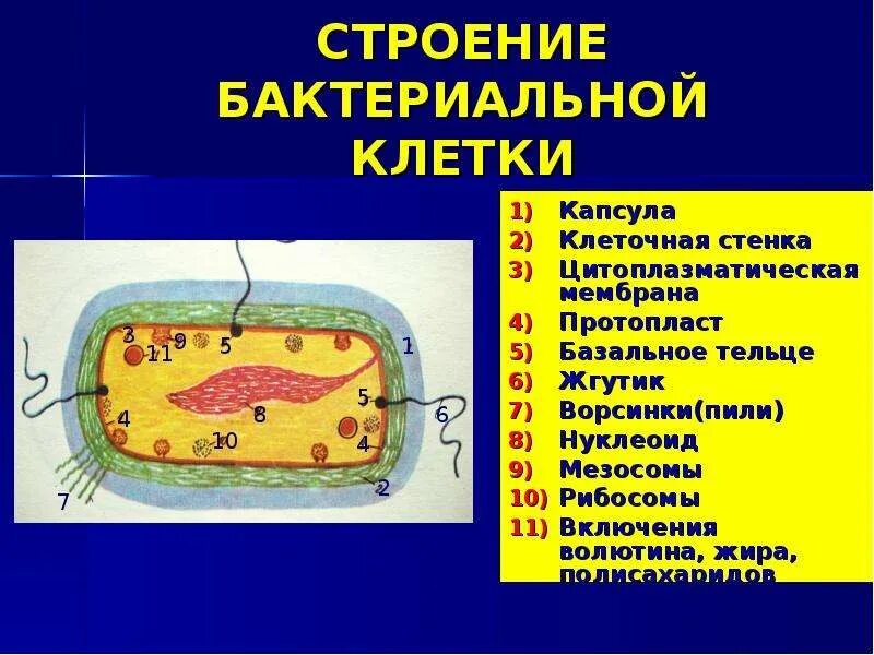 Клетка бактерии клеточная мембрана. Нуклеоид бактериальной клетки строение. Морфологи истроение бактериц. Морфология бактерий строение клетки. Цитоплазматическая мембрана, клеточная стенка, капсула?.