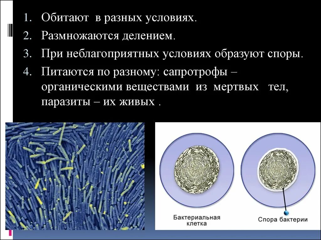 Спирохеты риккетсии хламидии актиномицеты микоплазмы. При неблагоприятных условиях вирусы образуют споры. Что образуют вирусы при неблагоприятных условиях. При неблагоприятных условиях образуют споры. При резких изменениях температуры бактериальная клетка образует