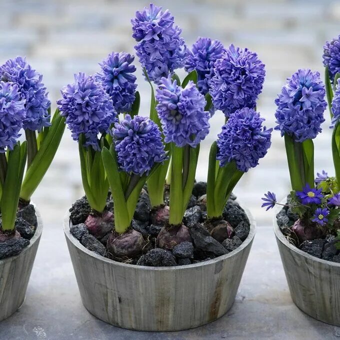Гиацинт Delft Blue. Луковичный цветок гиацинт. Гиацинт садовый Delft Blue. Весенние цветы луковичные гиацинт.