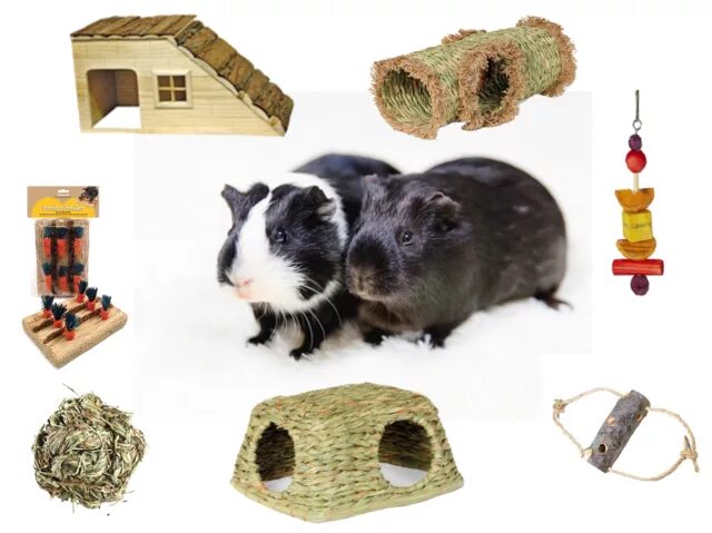 Игрушки для морских свинок фото Pin on Small Animal Tubes & Tunnels