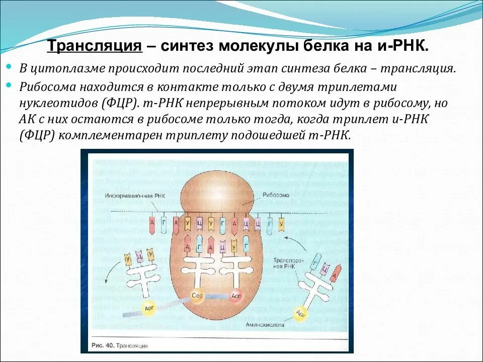 Сборка белка происходит. Процессы трансляции биосинтеза белка. Этапы синтеза белка рибосомой. Синтез белков осуществляется. Трансляция Биосинтез белка.