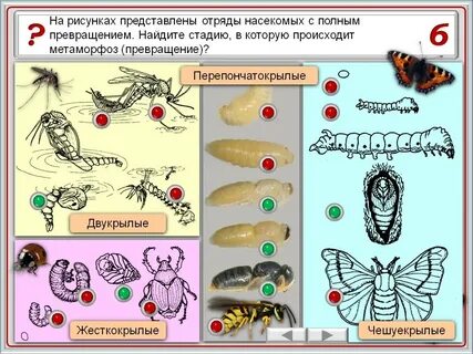 Стадии полного превращения насекомых