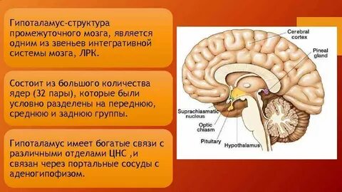 Гипоталамус что это