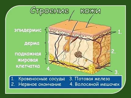 Волосяные сумки расположены в каком слое