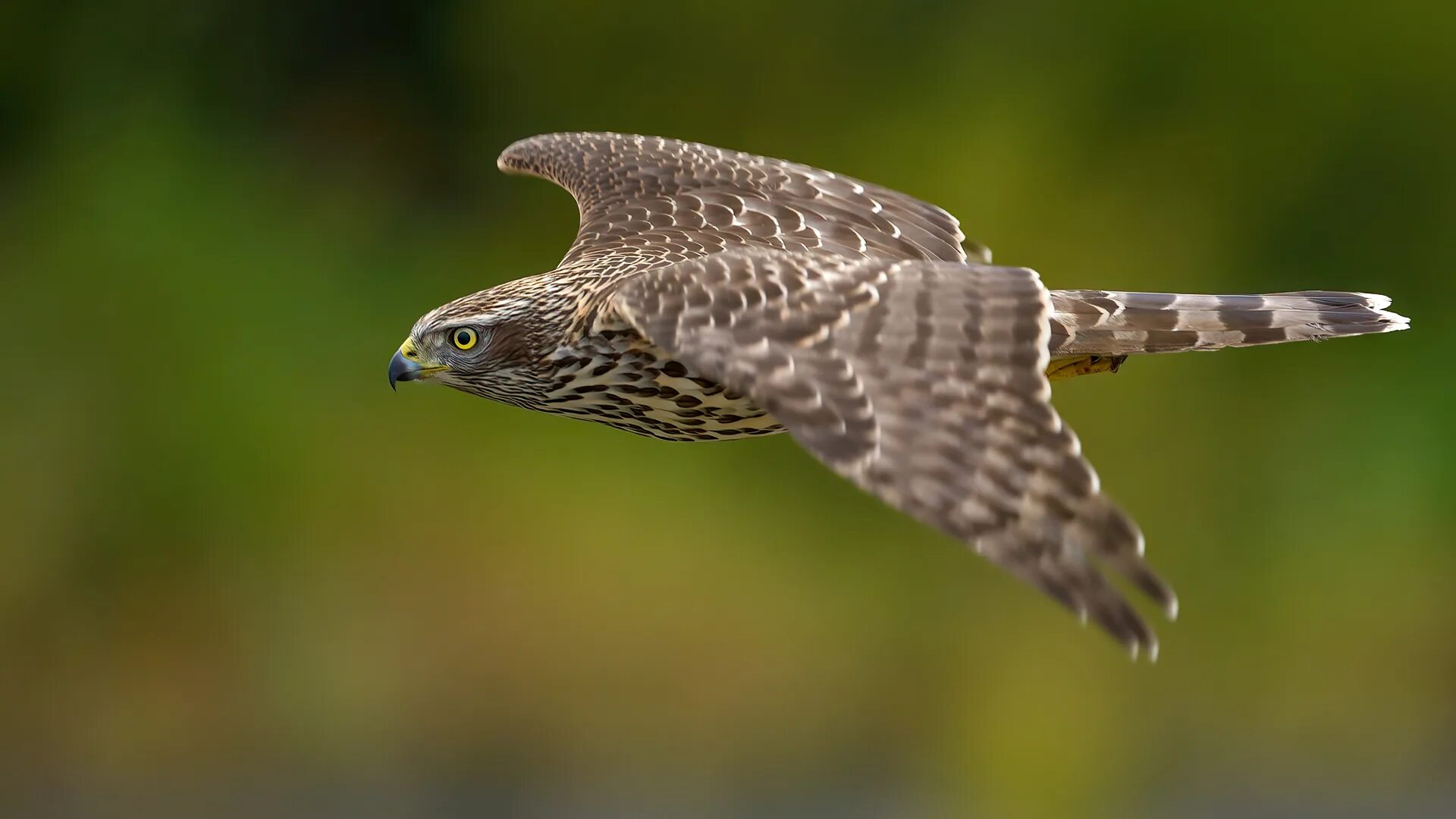 Птица ястреб перепелятник. Каштановобрюхий ястреб. Ястреб тетеревятник молодой. Ястреб тетеревятник молодой. Красный ястреб тетеревятник.