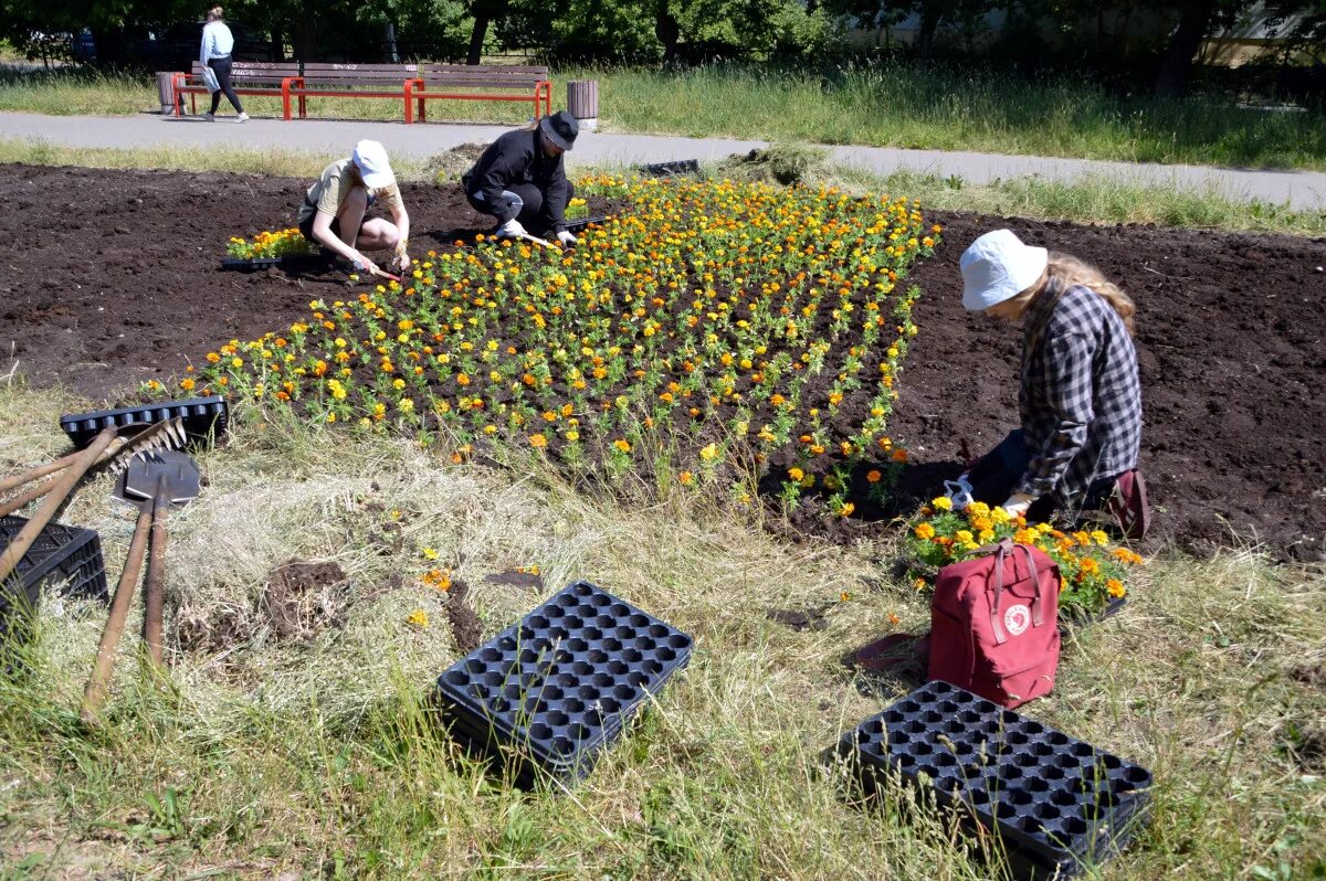 Зеленстрой партизанского. Мбу зеленстрой, тверь. озеленение города. работы по озеленению. растения клумбы.
